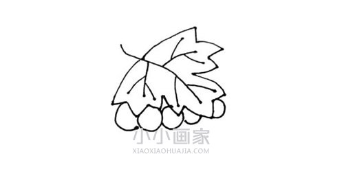 一串葡萄简笔画画法图片步骤步骤5