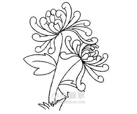 重阳节菊花简笔画画法图片步骤步骤3