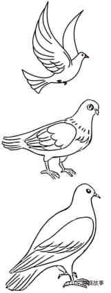 绘本故事和平鸽怎么画简单漂亮 和平鸽简笔画图片