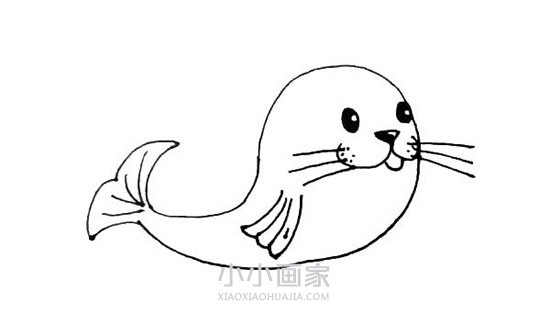 可爱海豹简笔画画法图片步骤步骤7