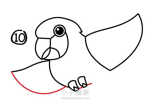 飞起的鹦鹉简笔画画法图片步骤步骤11