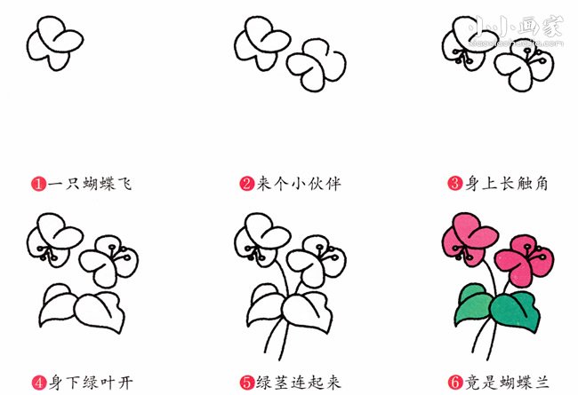蝴蝶兰简笔画画法图片步骤步骤2
