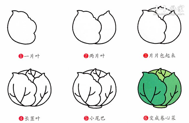 卷心菜简笔画画法图片步骤步骤2