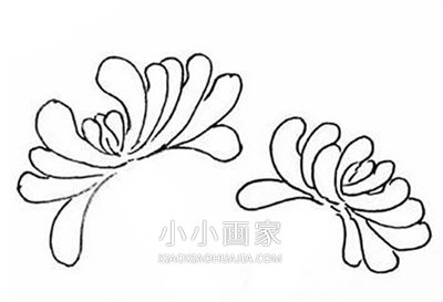 黑白菊花简笔画画法图片步骤步骤5
