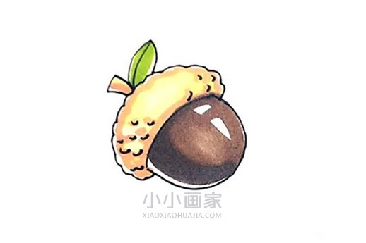 绘本故事彩色橡果简笔画画法图片步骤