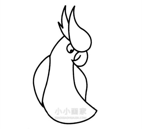简单鹦鹉简笔画画法图片步骤步骤3