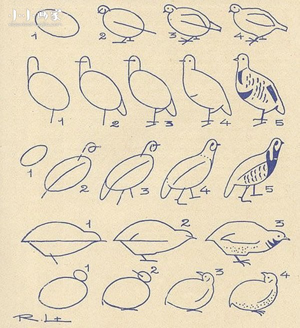 绘本故事各种形态鸽子简笔画画法图片步骤