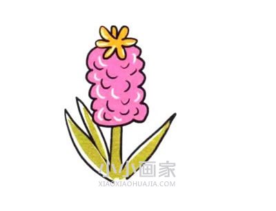 彩色风信子简笔画画法图片步骤步骤1