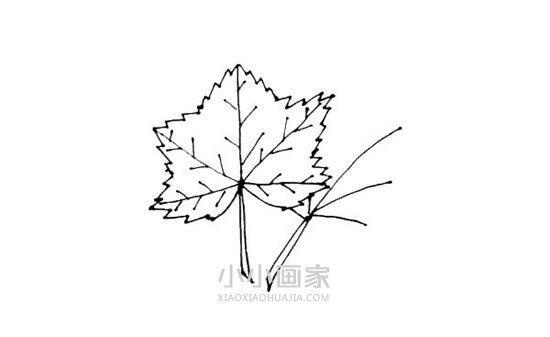 两片枫叶简笔画画法图片步骤步骤7