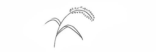 彩色狗尾巴草简笔画画法图片步骤步骤3