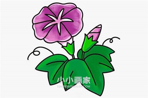 彩色牵牛花简笔画画法图片步骤步骤1