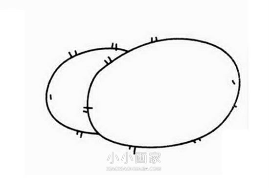 简单猕猴桃简笔画画法图片步骤步骤3