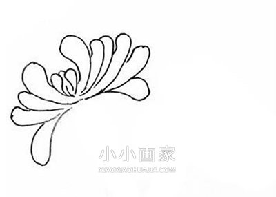 黑白菊花简笔画画法图片步骤步骤3