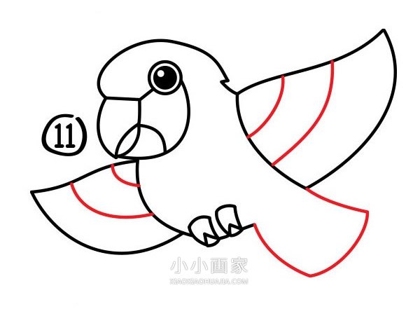 飞起的鹦鹉简笔画画法图片步骤步骤12